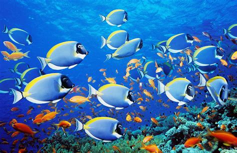 Group of Fish .